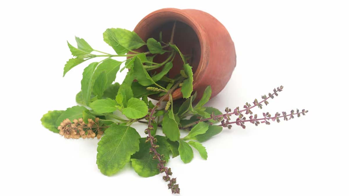 tulsi