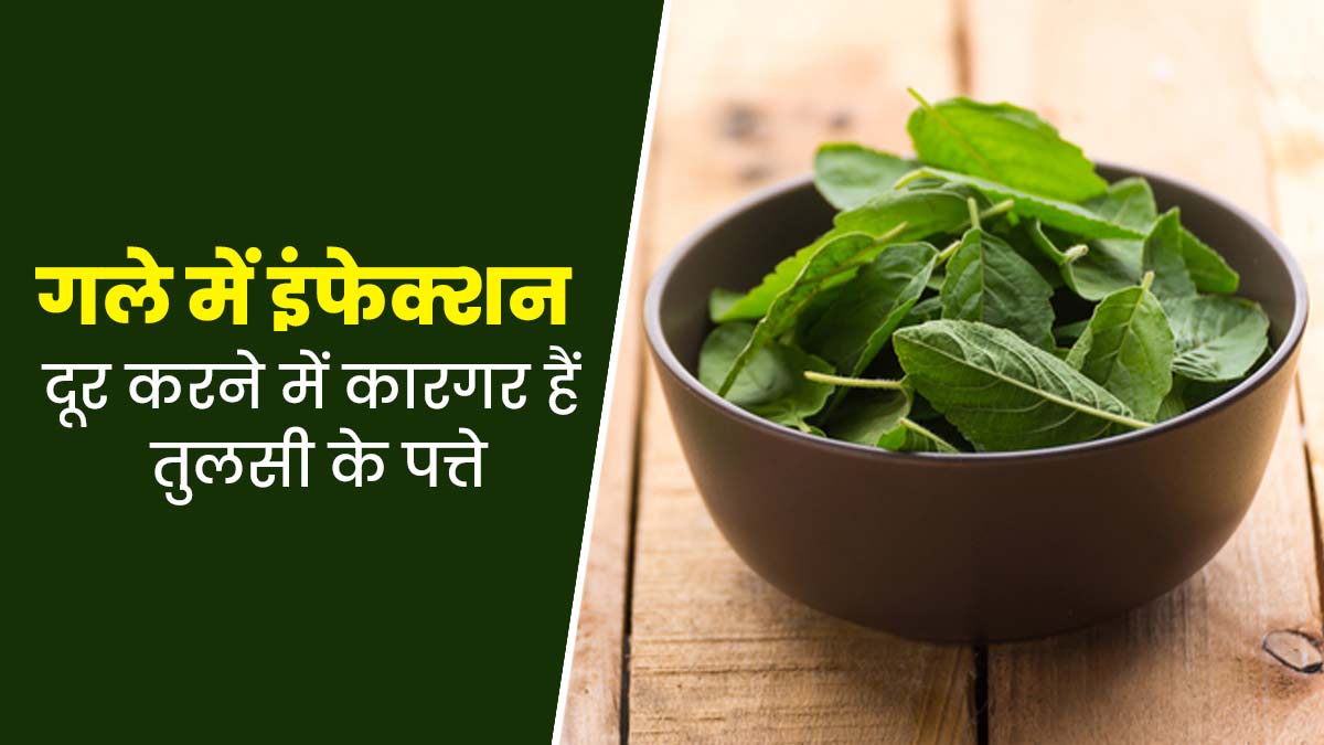 मानसून में गले के संक्रमण से बचने के लिए तुलसी के पत्तों का करें उपयोग, जानें इसके फायदे