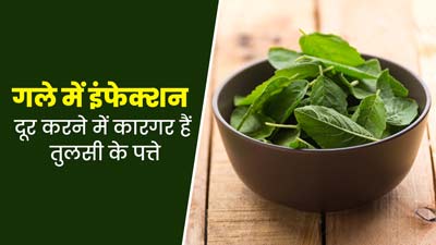 मानसून में गले के संक्रमण से बचने के लिए तुलसी के पत्तों का करें उपयोग, जानें इसके फायदे