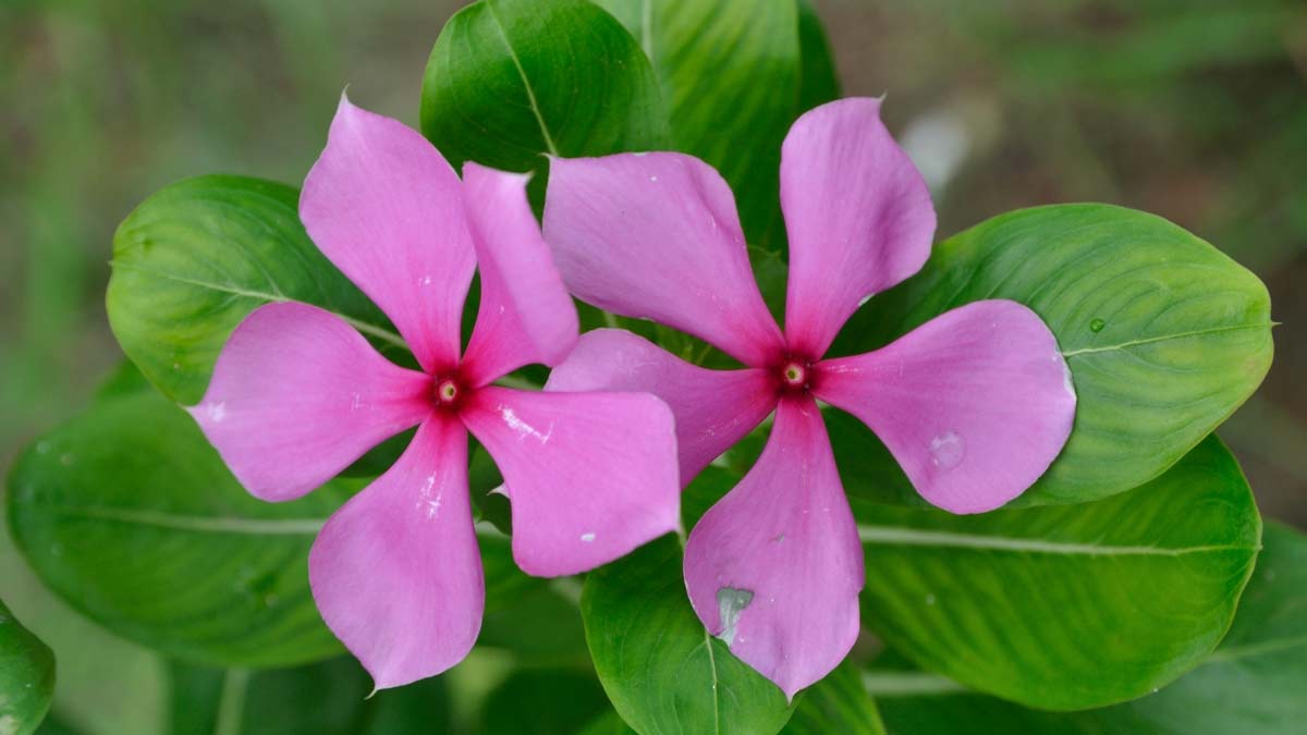 Sadabahar Flower Benefits: सदाबहार के फूल कौन-सी बीमारी में काम आते हैं? आयुर्वेदाचार्य से जानें