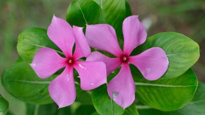 Sadabahar Flower Benefits: सदाबहार के फूल कौन-सी बीमारी में काम आते हैं? आयुर्वेदाचार्य से जानें