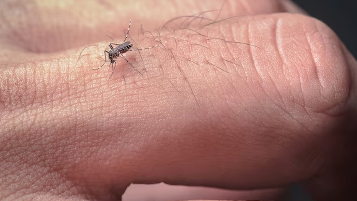 mosquito bite some people more