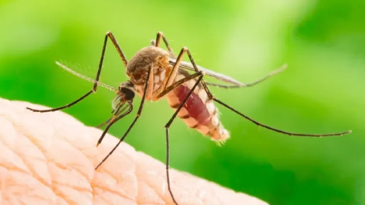 Nagpur Declares Public Health Emergency Amid Surge in Chikungunya and Dengue Cases