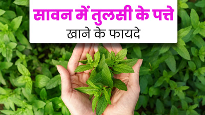 सावन में भोजन के बाद खाएं तुलसी का पत्ता, इंफेक्शन, सर्दी-जुकाम जैसी समस्याओं से मिलेगा छुटकारा