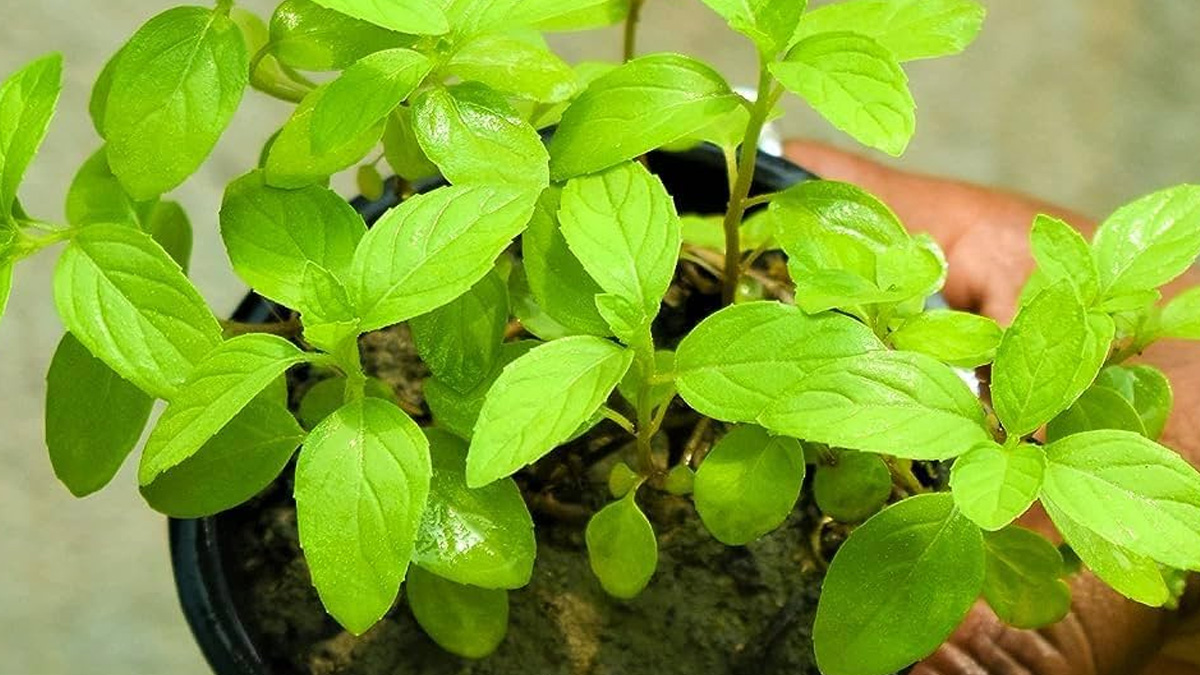 basil leaves benefits