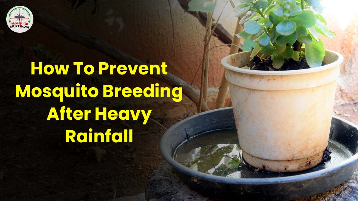 Mosquito-Mukt India: Immediate Steps To Take To Prevent Mosquito Breeding After Heavy Rainfall