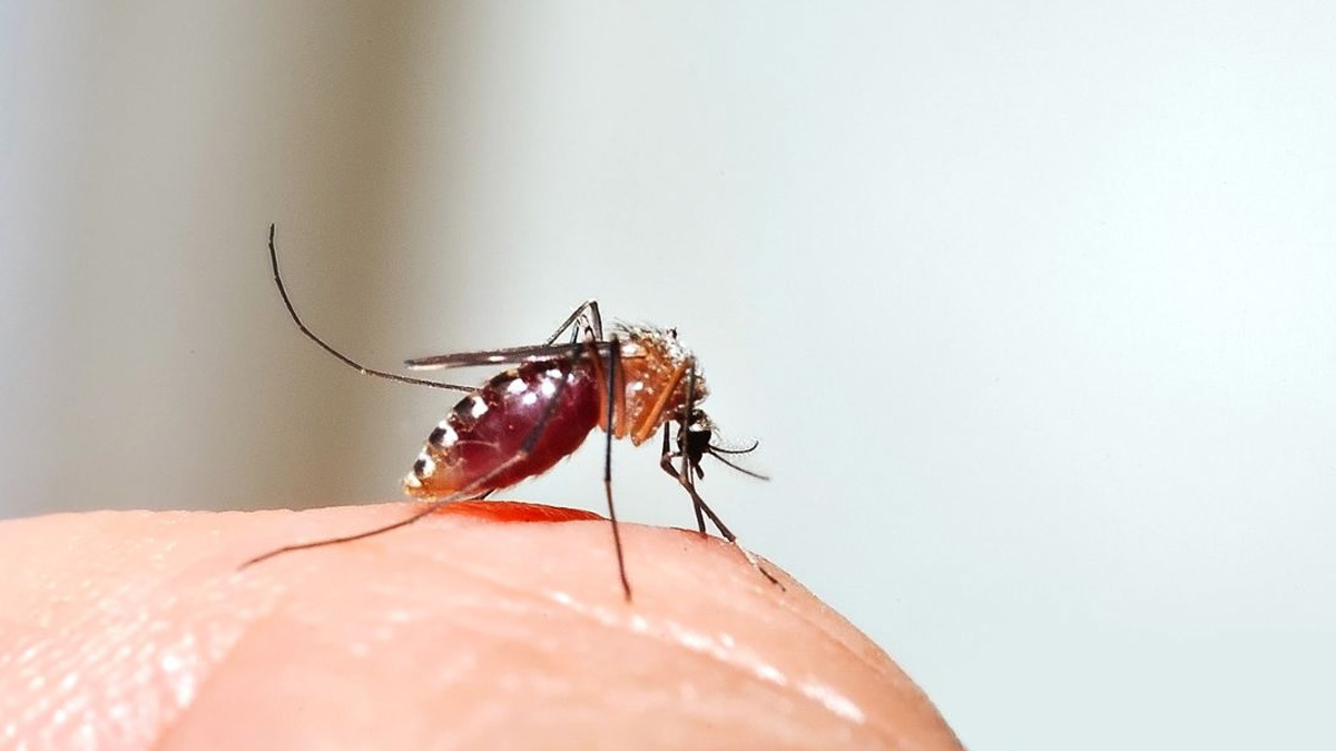 World Mosquito Day 2024: Uncovering the Lesser-Known Mosquito-Borne Diseases