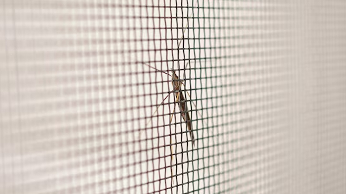 mosquito prevention tips