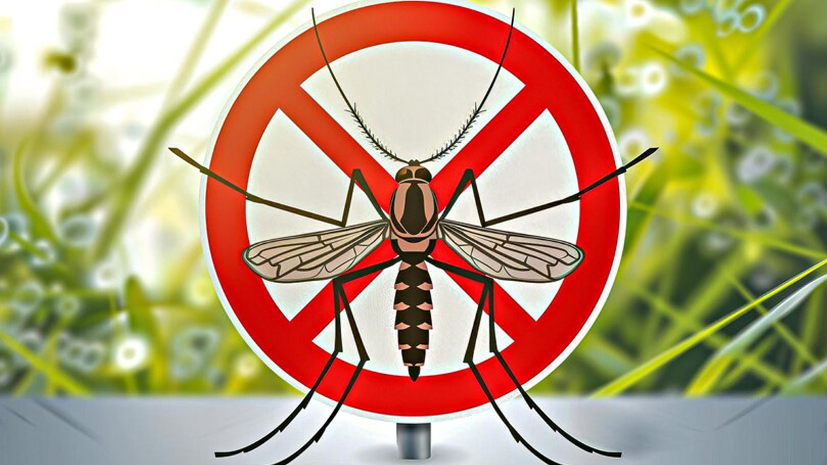 how-to-mosquito-proof-your-home