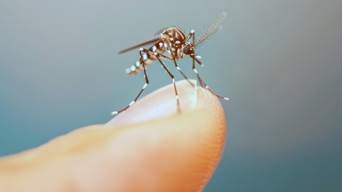 how-to-mosquito-proof-your-home