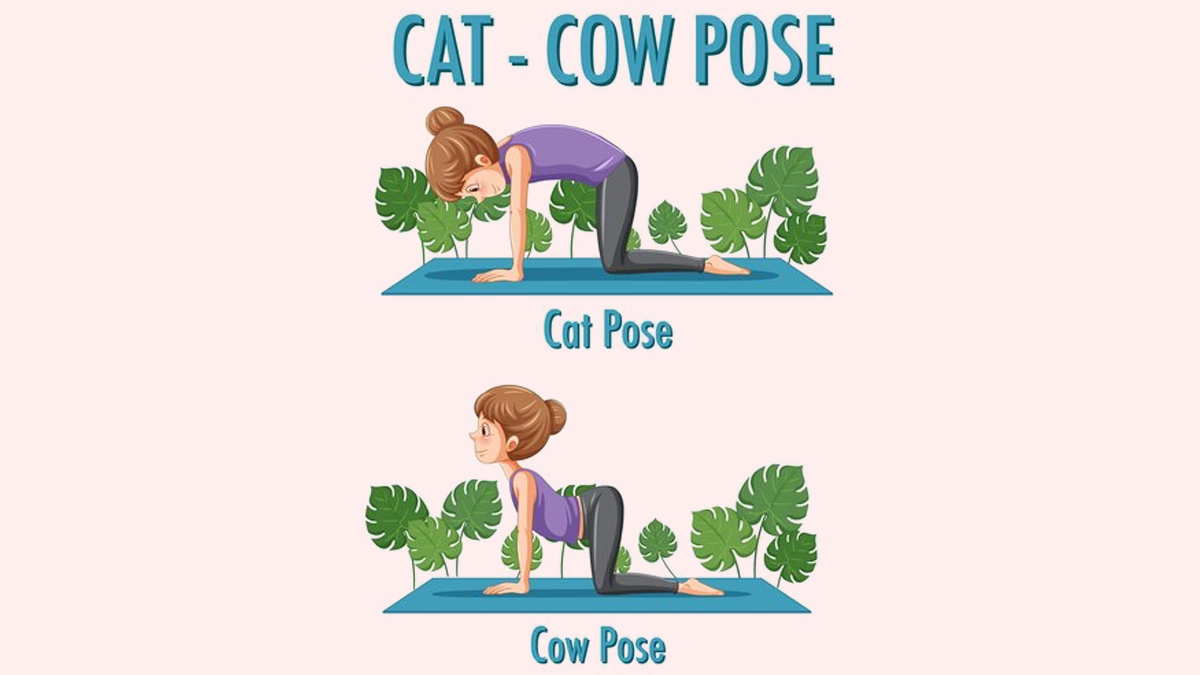 cat cow pose