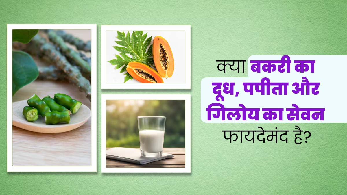 क्या डेंगू में प्लेटलेट्स बढ़ाने के लिए बकरी का दूध, पपीता और गिलोय- सब एकसाथ खाना सही है? एक्सपर्ट से जानें