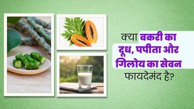 क्या डेंगू में प्लेटलेट्स बढ़ाने के लिए बकरी का दूध, पपीता और गिलोय- सब एकसाथ खाना सही है? एक्सपर्ट से जानें