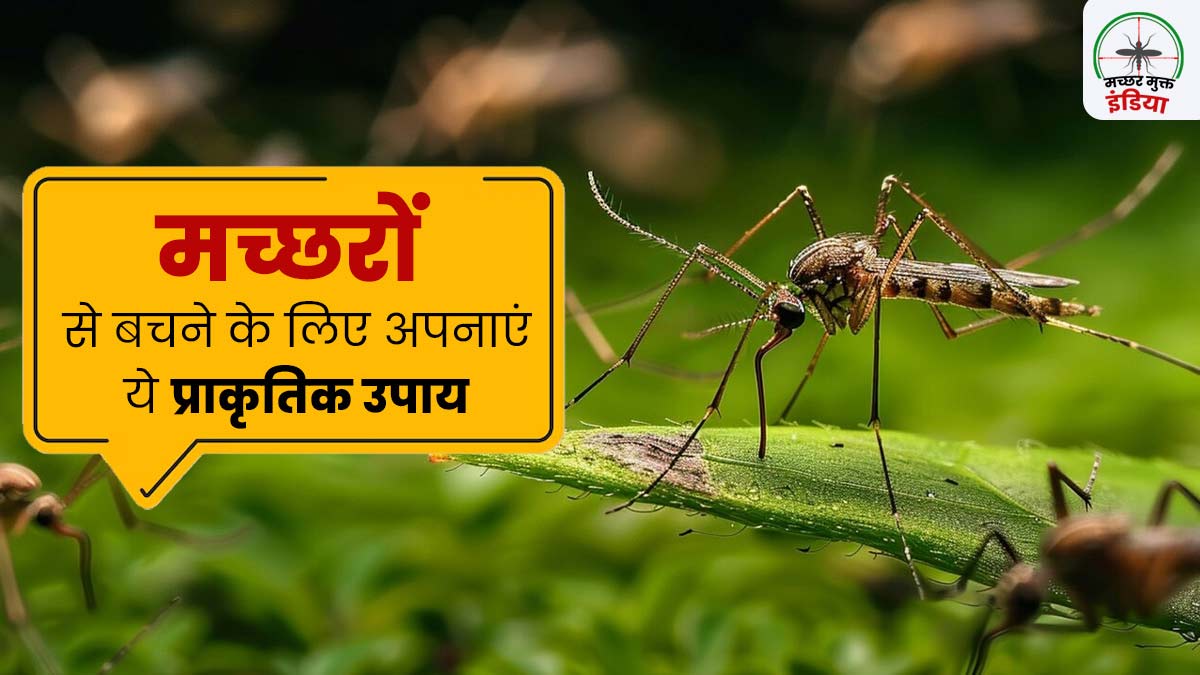 World Mosquito Day 2024: बिना केमिकल्स के मच्छरों से बचने के लिए अपनाएं ये प्राकृतिक उपाय 