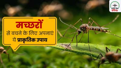 World Mosquito Day 2024: बिना केमिकल्स के मच्छरों से बचने के लिए अपनाएं ये प्राकृतिक उपाय 