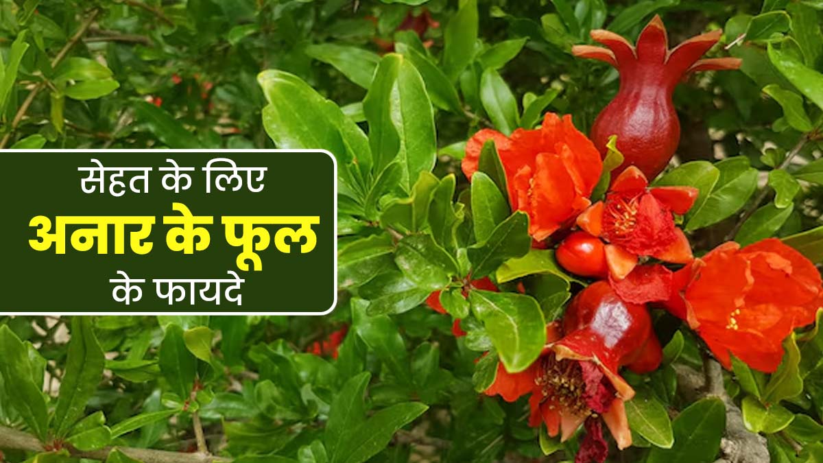 सेहत के लिए बेहद फायदेमंद होते हैं अनार के फूल, आयुर्वेदाचार्य से जानें उपयोग के तरीके