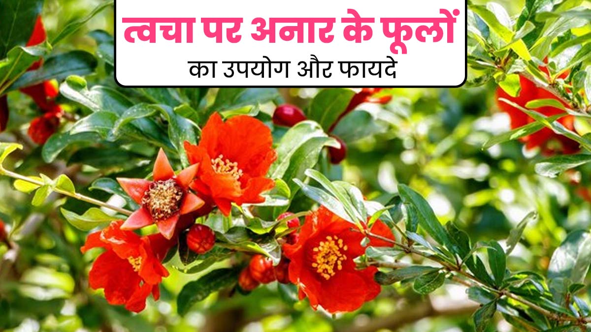 त्वचा की इन 5 समस्याओं को दूर करते हैं अनार के फूल, इस तरह से करें इस्तेमाल