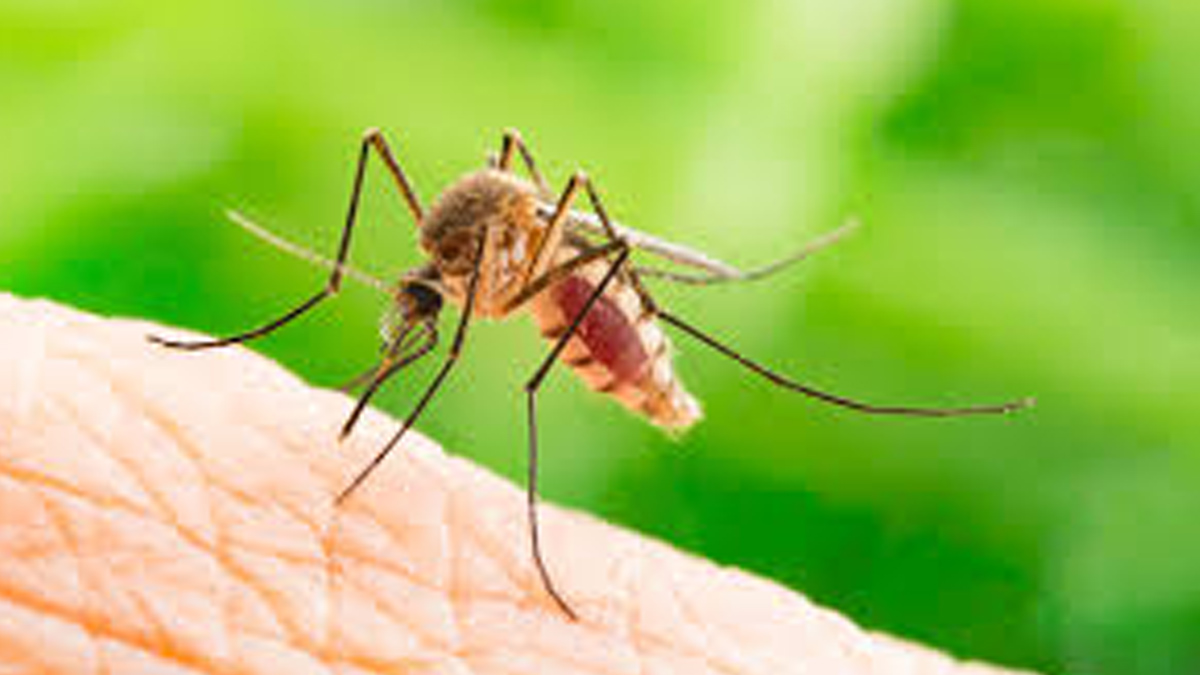World Mosquito Day
