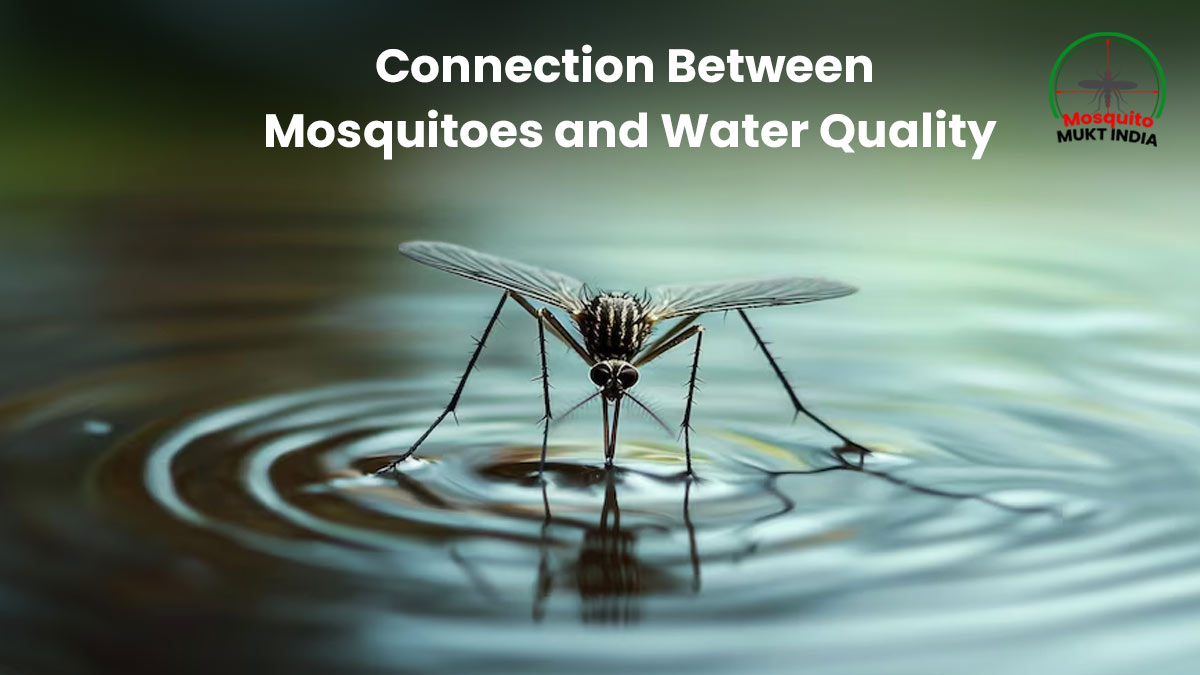 Mosquito-Mukt India: Expert Explains Connection Between Mosquitoes And Water Quality