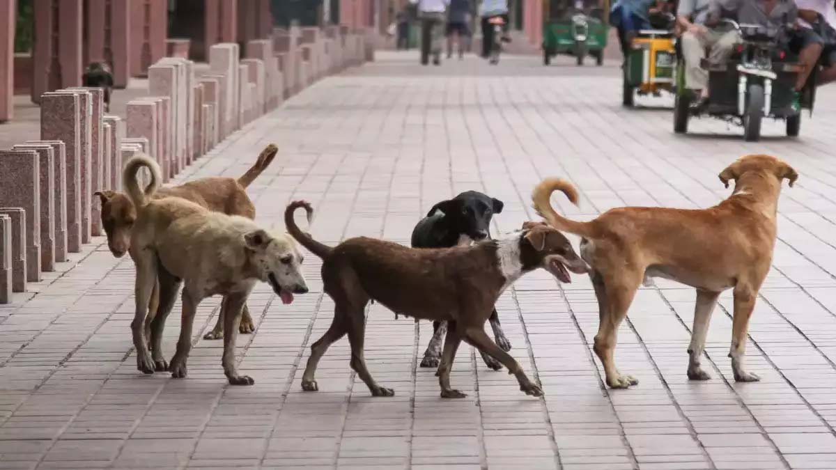 4-Year-Old Boy Bitten By Stray Dog Dies Of Rabies In Tamil Nadu; Symptoms To Look Out For