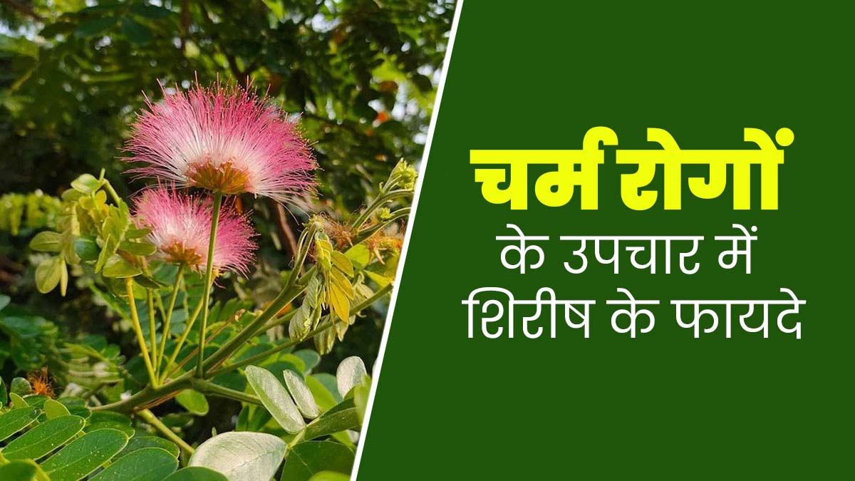 चर्म रोगों के उपचार में फायदेमंद है शिरीष, जानें उपयोग के तरीके