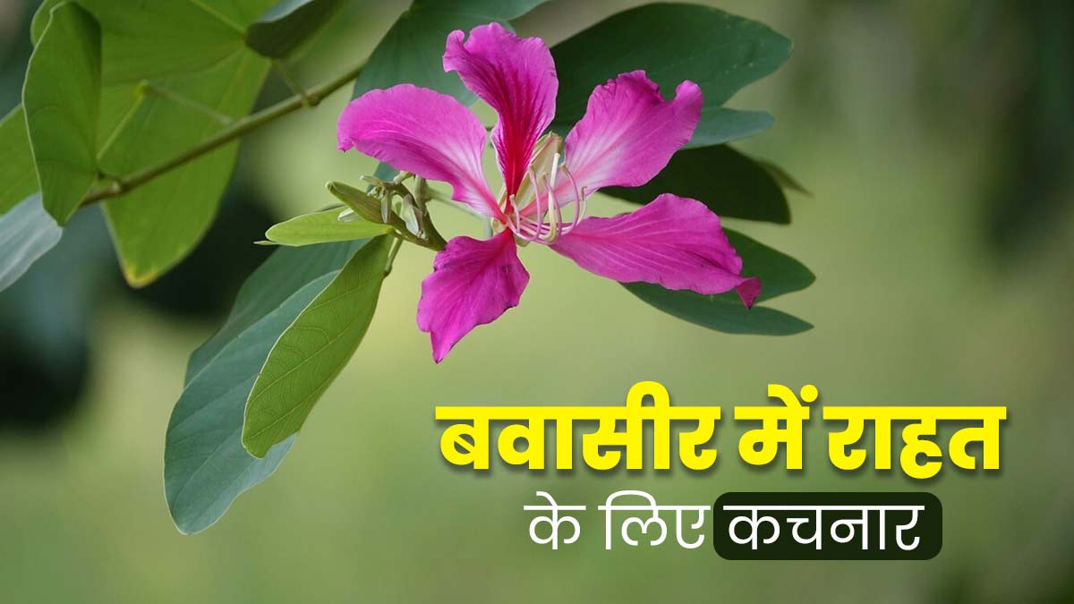 बवासीर से परेशान हैं, तो कचनार का करें सेवन, मिलेगा फायदा
