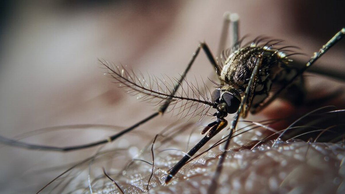Mosquito