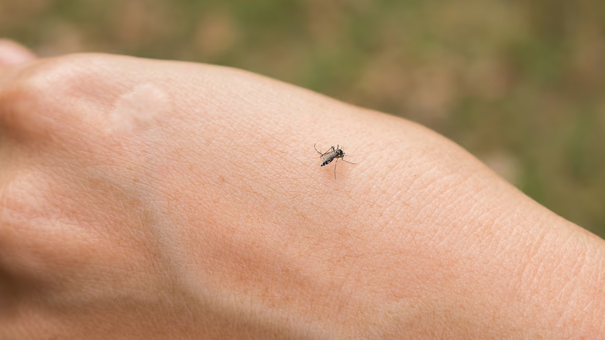 Mosquito