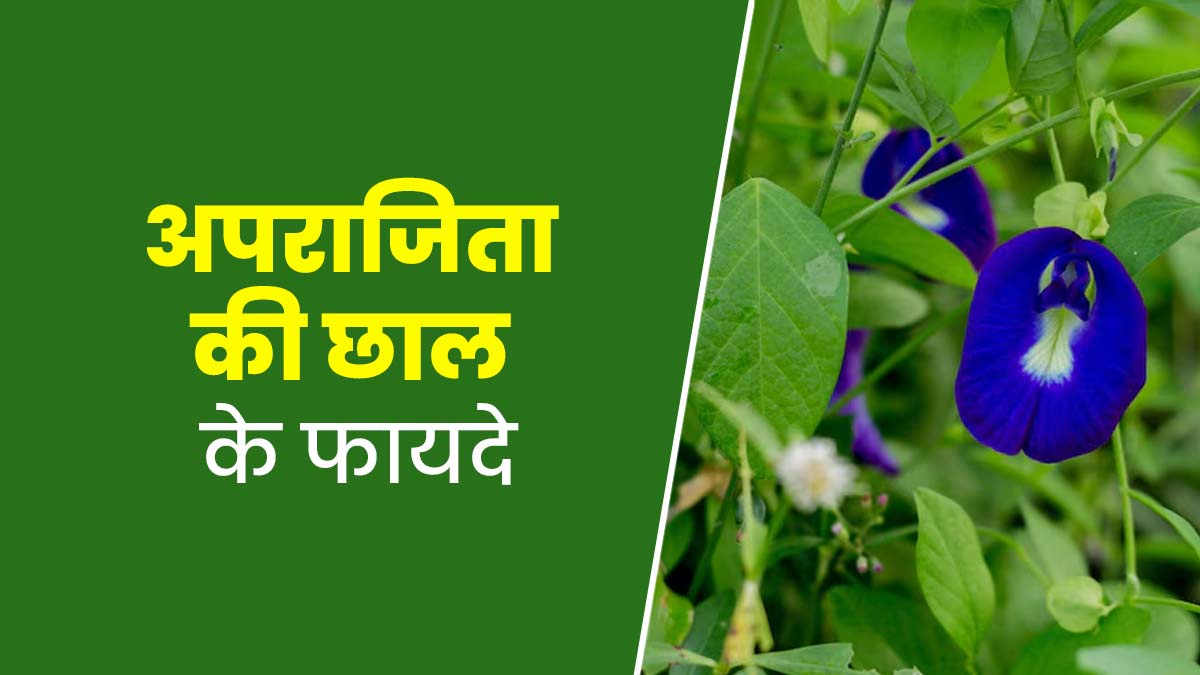 सेहत के लिए बेहद फायदेमंद होती है अपराजिता की छाल, इस तरह से करें उपयोग