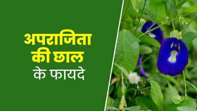 सेहत के लिए बेहद फायदेमंद होती है अपराजिता की छाल, इस तरह से करें उपयोग