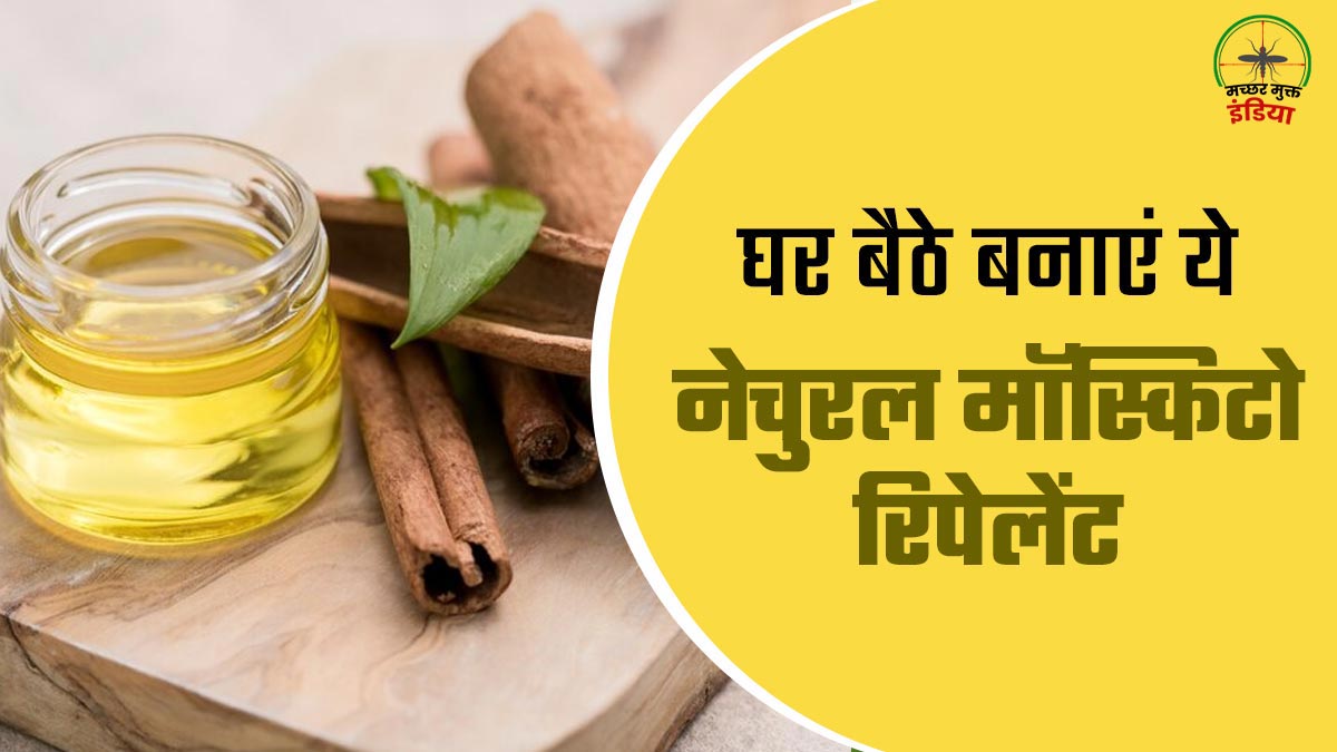 दालचीनी तेल और ऑल‍िव ऑयल से बनाएं ये नेचुरल मॉस्किटो रिपेलेंट, दूर भागेंगे मच्‍छर और कीड़े