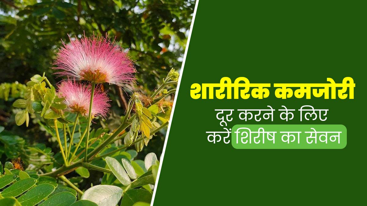 शरीर की कमजोरी दूर करेगा शिरीष, आयुर्वेदाचार्य से जानें सेवन का सही तरीका
