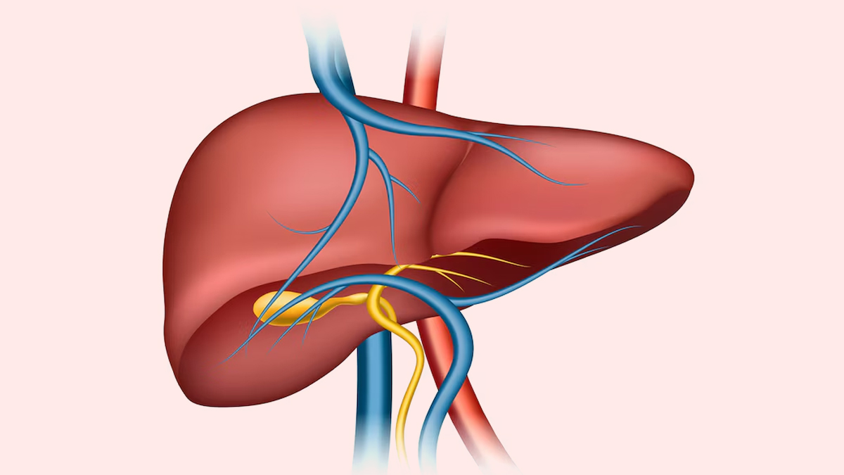 Liver