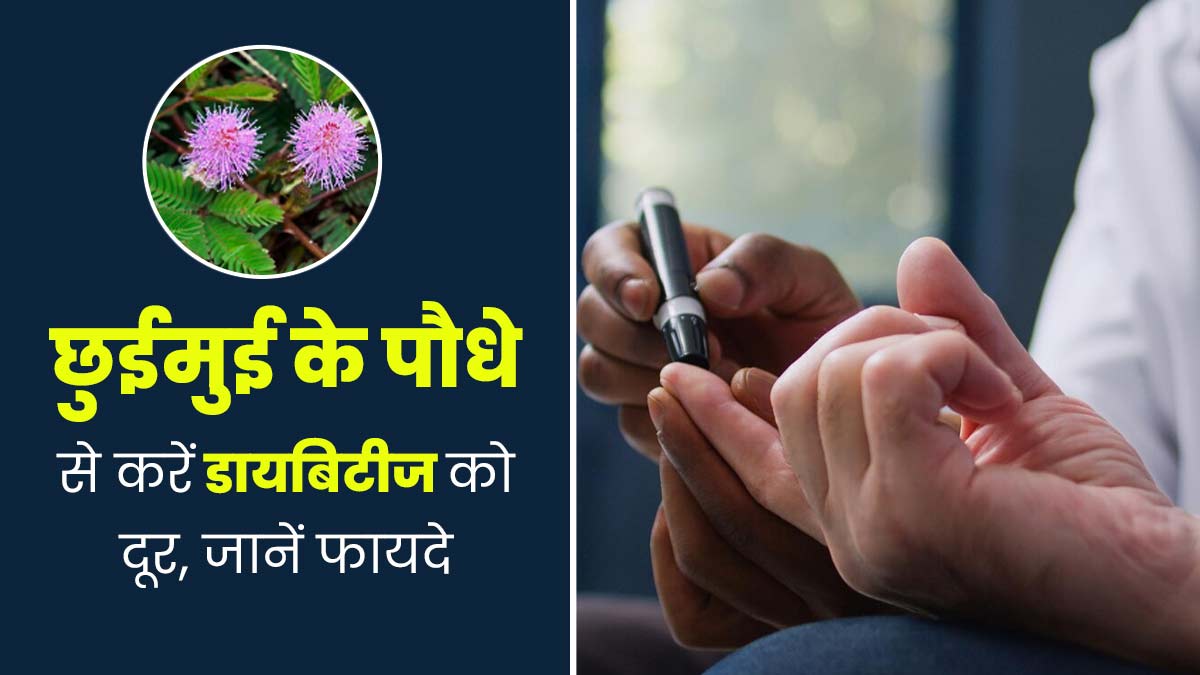 डायबिटीज रोगियों के लिए फायदेमंद है छुईमुई का पौधा, इस तरह से करें सेवन
