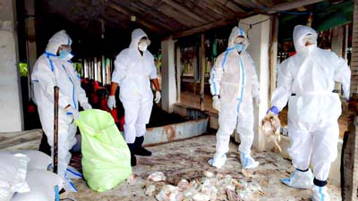Odisha Bird Flu Outbreak: ओडिशा में बढ़ रहा है बर्ड फ्लू का खतरा, मारी गईं 5 हजार से ज्यादा मुर्गियां 