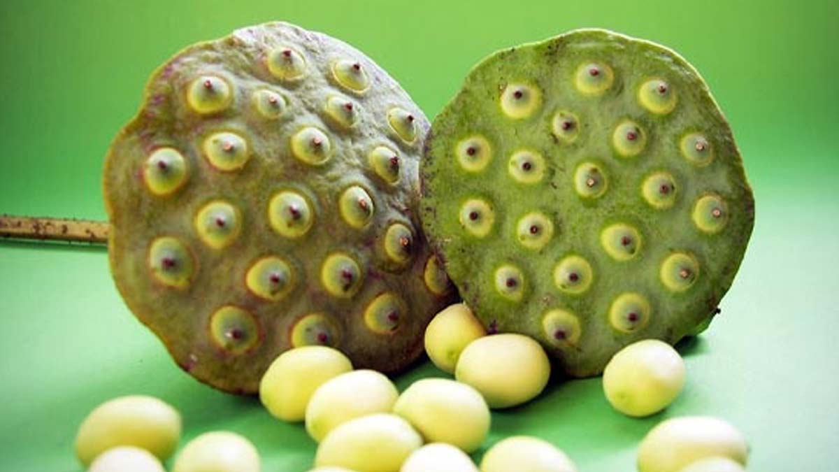 lotus seeds benefits for Pregnant women