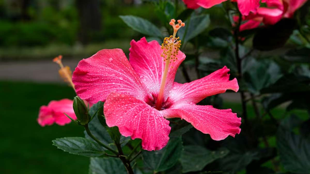hibiscus To Remove Dark Spots In Hindi 