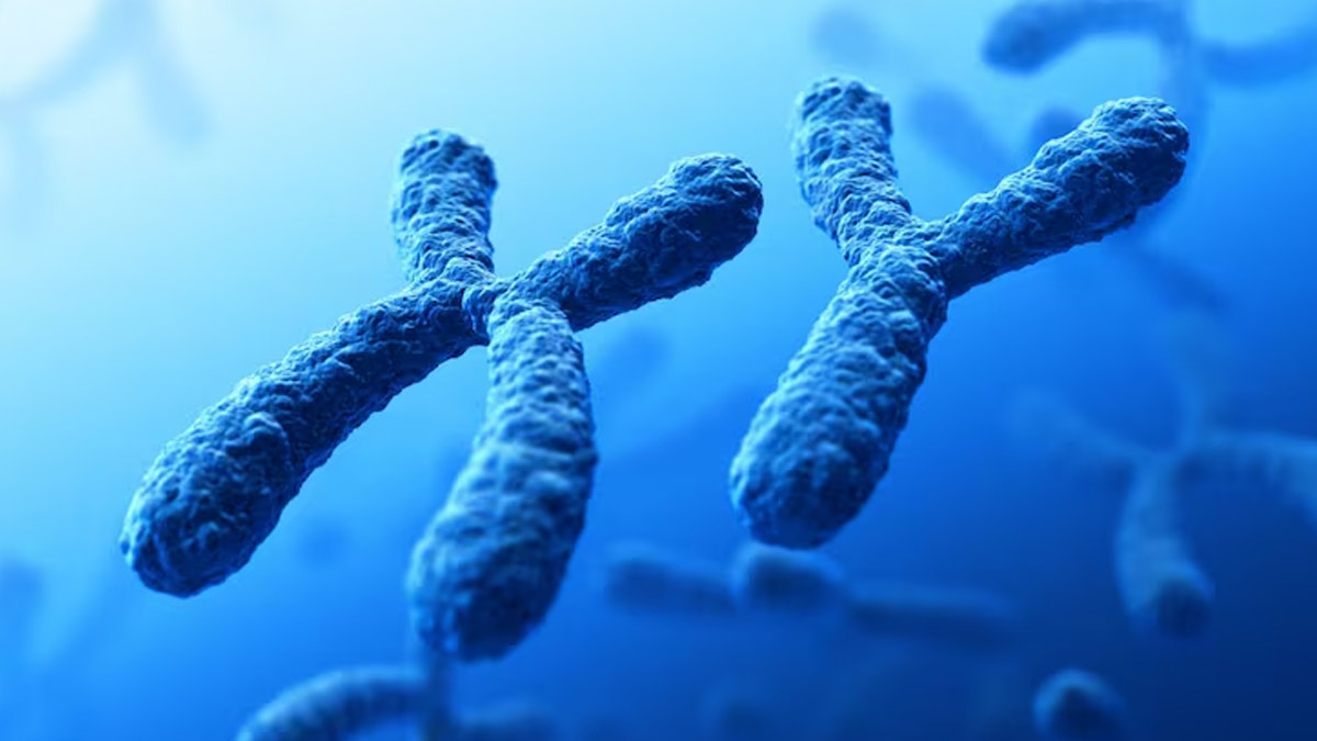 Y Chromosome Is Disappearing But There Is Hope, Says Study 