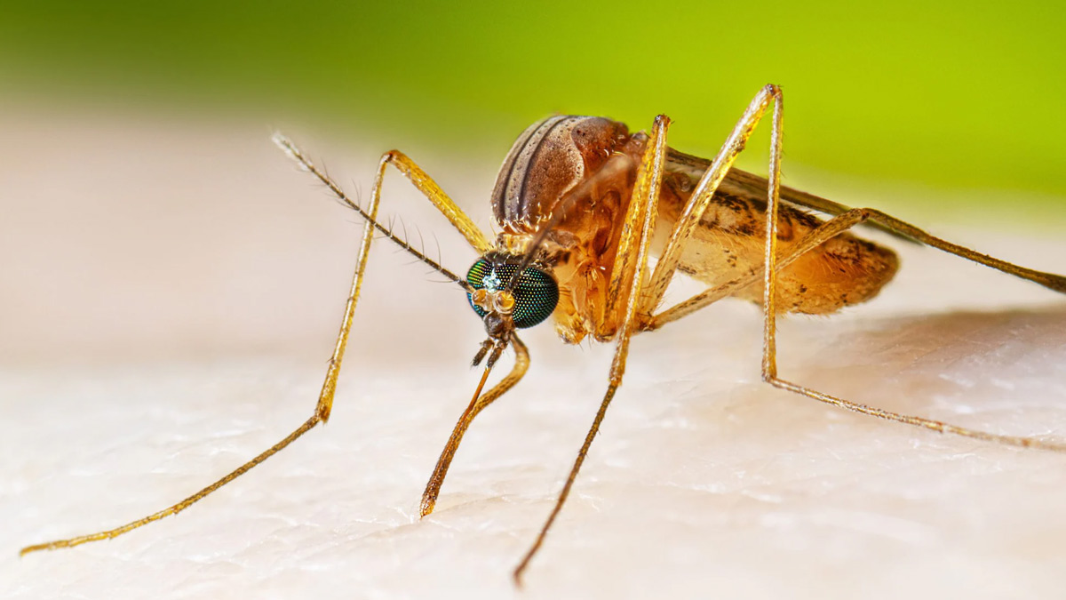 encephalitis causes in humans