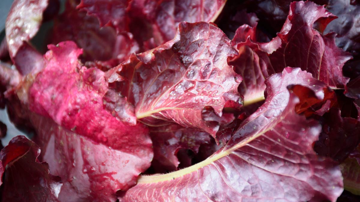 Red Leaf Lettuce: Here's How This Nutrient-Rich Powerhouse Can Promote Your Health