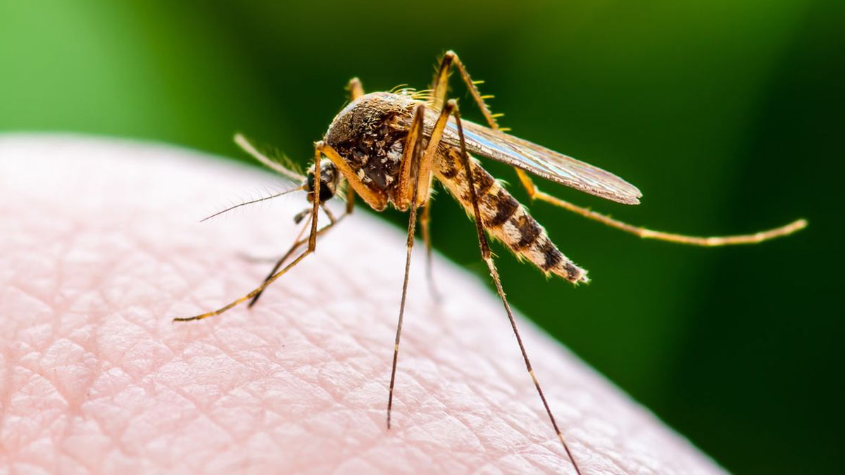Triple E Mosquito Virus Spreading Rapidly Across Northeastern US