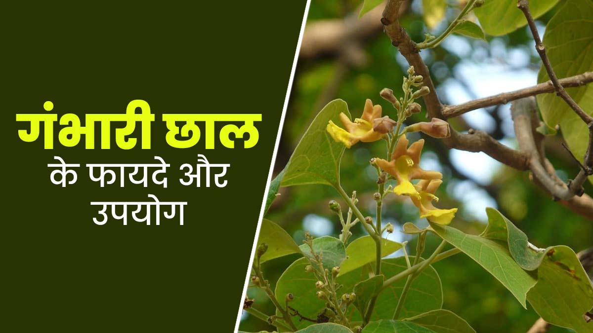 औषधीय गुणों से भरपूर होती है गंभारी पेड़ की छाल, जानें इसके फायदे और उपयोग के तरीके