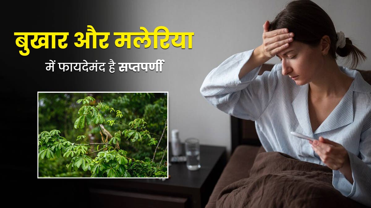 बुखार और मलेरिया के लिए फायदेमंद है सप्तपर्णी, जानें इसके अन्य फायदे