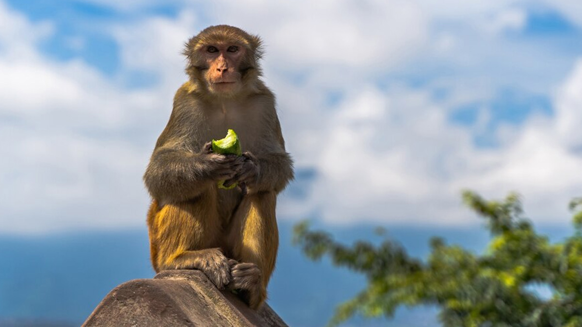 Monkey Fever Or Kyasanur Forest Disease: Symptoms, Risk Factors, Prevention, Treatment