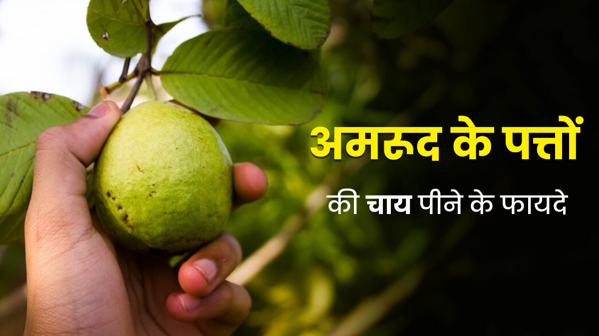 वजन घटाने से लेकर डायबिटीज कंट्रोल करने में असरदार है अमरूद के पत्तों की चाय, जानें फायदे
