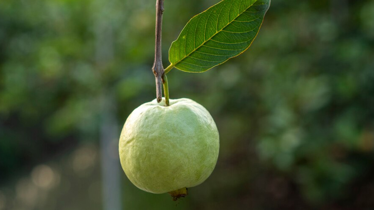 guava leaf