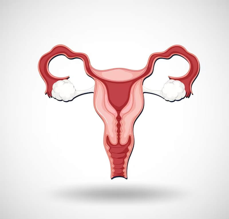 how-can-thyroid-imbalances-raise-menstrual-problems-affect-fertility