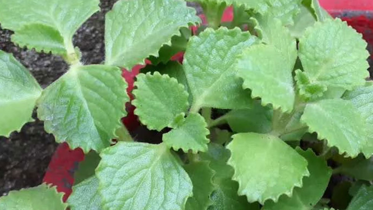 ajwain leaves