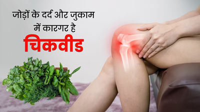 Chickweed Benefits: जोड़ों के दर्द और जुकाम में कारगर है चिकवीड, जानें इसके अन्य फायदे  