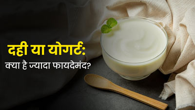 Curd vs Yogurt: एक्सपर्ट से जानें सेहत के लिए क्या है ज्यादा फायदेमंद? 